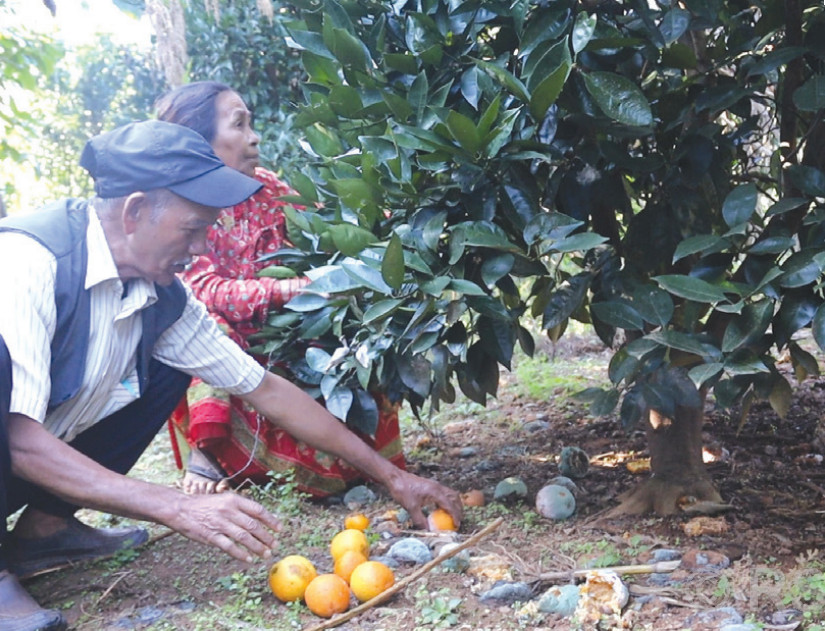 टिप्ने बेलाको सुन्तलामा कीरा लागेपछि कृषक चिन्तित