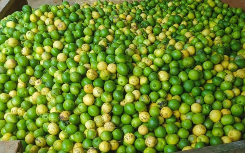 कागतीको मूल्य १७७ प्रतिशत बढ्यो