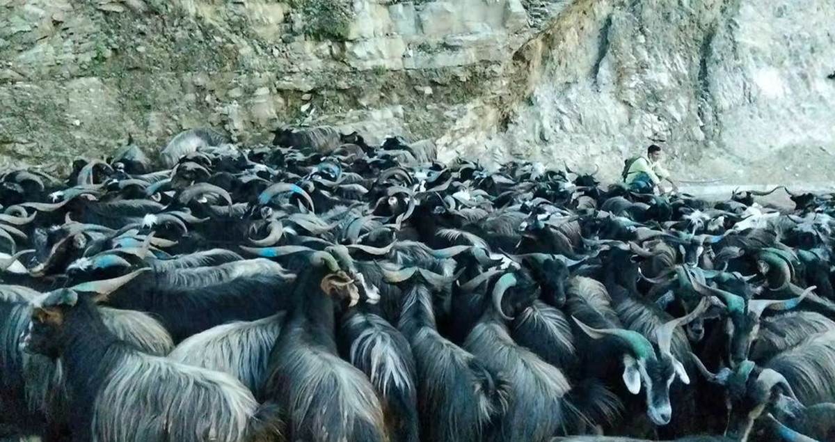 पोखरामा दशैँका लागि भेडाच्याङग्रा बिक्री गर्न हाटबजार सञ्चालन